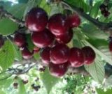 آگهی مشابه فروش گیلاس خوشمزه در گروه خرید فروش عمده گیلاس - تکدانه شیرین ترش رنگی خوشه سیاه در یکمیوه