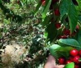 آگهی مشابه فروش گیلاس خوشمزه در گروه خرید فروش عمده گیلاس - تکدانه شیرین ترش رنگی خوشه سیاه در یکمیوه