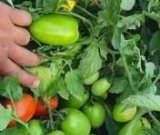 آگهی مشابه فروش گوجه در گروه خرید فروش عمده گوجه - فرنگی سبز قرمز سیاه کبابی ربی در یکمیوه