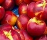 آگهی مشابه فروش شلیل در گروه خرید فروش عمده شلیل - شمس شبرنگ مغان انجیری سبز رفعتی در یکمیوه