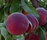 آگهی مشابه فروش شلیل در گروه خرید فروش عمده شلیل - شمس شبرنگ مغان انجیری سبز رفعتی در یکمیوه