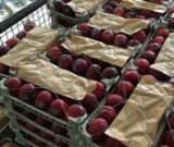 آگهی مشابه فروش شلیل در گروه خرید فروش عمده شلیل - شمس شبرنگ مغان انجیری سبز رفعتی در یکمیوه