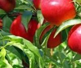 آگهی مشابه فروش شلیل در گروه خرید فروش عمده شلیل - شمس شبرنگ مغان انجیری سبز رفعتی در یکمیوه