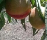 آگهی مشابه فروش شلیل در گروه خرید فروش عمده شلیل - شمس شبرنگ مغان انجیری سبز رفعتی در یکمیوه