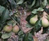 آگهی مشابه فروش گلابی در گروه خرید فروش عمده گلابی - شاه میوه نطنز قرمز خاردار در یکمیوه