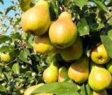 آگهی مشابه فروش گلابی خوشمزه در گروه خرید فروش عمده گلابی - شاه میوه نطنز قرمز خاردار در یکمیوه