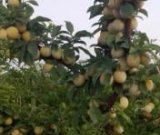 آگهی مشابه فروش انجیر در گروه خرید فروش عمده انجیر - زرد سیاه مربایی کوهی میوه در یکمیوه