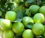 آگهی مشابه فروش لیموترش در گروه خرید فروش عمده لیمو ترش - شیرازی باریج سنگی در یکمیوه