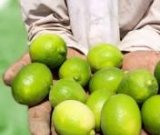 آگهی مشابه فروش لیموترش مرغوب در گروه خرید فروش عمده لیمو ترش - شیرازی باریج سنگی در یکمیوه