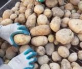 آگهی مشابه فروش سیب زمینی بذری در گروه خرید فروش عمده سیب زمینی - زودرس دیررس آگریا اسپریت اردبیل همدان در یکمیوه