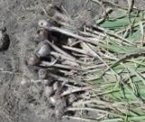 آگهی مشابه فروش سیر در گروه خرید فروش عمده سیر - تازه خام ترشی خشک صادراتی در یکمیوه