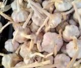 آگهی مشابه فروش سیر تمیز در گروه خرید فروش عمده سیر - تازه خام ترشی خشک صادراتی در یکمیوه