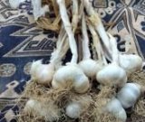 آگهی مشابه فروش سیر محلی در گروه خرید فروش عمده سیر - تازه خام ترشی خشک صادراتی در یکمیوه