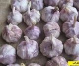 آگهی مشابه فروش بذر سیر قرمز تازه در گروه خرید فروش عمده سیر - تازه خام ترشی خشک صادراتی در یکمیوه