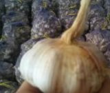 آگهی مشابه فروش سیر مغان در گروه خرید فروش عمده سیر - تازه خام ترشی خشک صادراتی در یکمیوه