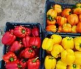 آگهی مشابه فروش فلفل دلمه رنگی در گروه خرید فروش عمده فلفل - دلمه سبز رنگی پاریریکا هالوپینو کاین در یکمیوه