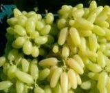 آگهی مشابه فروش انگور بی دانه در گروه خرید فروش عمده انگور - یاقوتی شانی عسگری بی دانه قرمز در یکمیوه