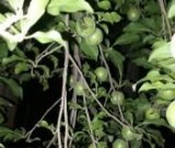 آگهی مشابه فروش گوجه سبز در گروه خرید فروش عمده گوجه - فرنگی سبز قرمز سیاه کبابی ربی در یکمیوه