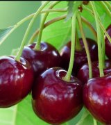 آگهی مشابه فروش گیلاس در گروه خرید فروش عمده گیلاس - تکدانه شیرین ترش رنگی خوشه سیاه در یکمیوه