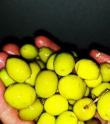 آگهی مشابه فروش زیتون رودبار در گروه خرید فروش عمده زیتون - سبز سیاه بندری پاکستانی طارم در یکمیوه