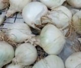 آگهی مشابه فروش پیاز سفید در گروه خرید فروش عمده پیاز - قرمز سفید زرد ترشی تازه انباری در یکمیوه