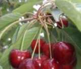 آگهی مشابه فروش گیلاس در گروه خرید فروش عمده گیلاس - تکدانه شیرین ترش رنگی خوشه سیاه در یکمیوه