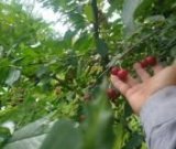 آگهی مشابه فروش آلبالو در گروه خرید فروش عمده آلبالو - رسمی خارجی سرخ قرمز مربایی شربتی در یکمیوه