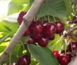 آگهی مشابه فروش گیلاس در گروه خرید فروش عمده گیلاس - تکدانه شیرین ترش رنگی خوشه سیاه در یکمیوه