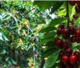 آگهی مشابه فروش گیلاس در گروه خرید فروش عمده گیلاس - تکدانه شیرین ترش رنگی خوشه سیاه در یکمیوه