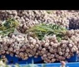 آگهی مشابه فروش سیر شمال در گروه خرید فروش عمده سیر - تازه خام ترشی خشک صادراتی در یکمیوه