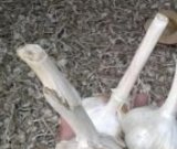 آگهی مشابه فروش سیر تند در گروه خرید فروش عمده سیر - تازه خام ترشی خشک صادراتی در یکمیوه