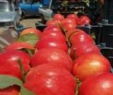 آگهی مشابه فروش شلیل عالی در گروه خرید فروش عمده شلیل - شمس شبرنگ مغان انجیری سبز رفعتی در یکمیوه