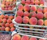 آگهی مشابه فروش هلو تازه چین در گروه خرید فروش عمده هلو - زعفرانی حاج کاظمی سفید هسته جدا در یکمیوه