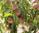 آگهی مشابه هلو زعفرانی به قیمت عمده در گروه خرید فروش عمده هلو - زعفرانی حاج کاظمی سفید هسته جدا در یکمیوه