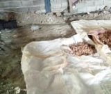 آگهی مشابه پیاز زعفران سورت شده در گروه خرید فروش عمده پیاز - قرمز سفید زرد ترشی تازه انباری در یکمیوه