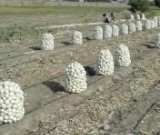 آگهی مشابه فروش پیاز سفید در گروه خرید فروش عمده پیاز - قرمز سفید زرد ترشی تازه انباری در یکمیوه