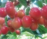 آگهی مشابه فروش گیلاس در گروه خرید فروش عمده گیلاس - تکدانه شیرین ترش رنگی خوشه سیاه در یکمیوه