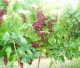 آگهی مشابه فروش انگور یاقوتی در گروه خرید فروش عمده انگور - یاقوتی شانی عسگری بی دانه قرمز در یکمیوه