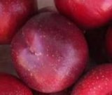 آگهی مشابه فروش شلیل در گروه خرید فروش عمده شلیل - شمس شبرنگ مغان انجیری سبز رفعتی در یکمیوه