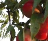 آگهی مشابه فروش شلیل تازه در گروه خرید فروش عمده شلیل - شمس شبرنگ مغان انجیری سبز رفعتی در یکمیوه