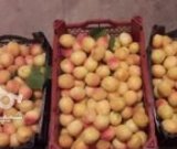 آگهی مشابه فروش زردآلو در گروه خرید فروش عمده زردآلو - شاهرودی بادامی شکرپاره نصیری در یکمیوه