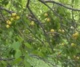 آگهی مشابه فروش زردآلو کاملا ارگانیک در گروه خرید فروش عمده زردآلو - شاهرودی بادامی شکرپاره نصیری در یکمیوه