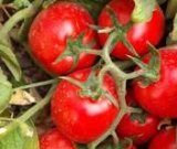 آگهی مشابه گوجه فرنگی درجه یک در گروه خرید فروش عمده گوجه - فرنگی سبز قرمز سیاه کبابی ربی در یکمیوه