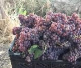 آگهی مشابه فروش انگور یاقوتی در گروه خرید فروش عمده انگور - یاقوتی شانی عسگری بی دانه قرمز در یکمیوه