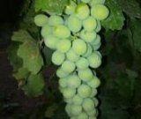 آگهی مشابه فروش غوره انگور در گروه خرید فروش عمده انگور - یاقوتی شانی عسگری بی دانه قرمز در یکمیوه