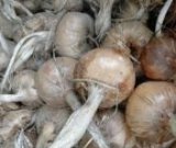 آگهی مشابه فروش پیاز زعفران در گروه خرید فروش عمده پیاز - قرمز سفید زرد ترشی تازه انباری در یکمیوه