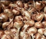 آگهی مشابه فروش پیاز زعفران در گروه خرید فروش عمده زعفران - قائنات قیمت خراسان بهرامن گرم در یکمیوه