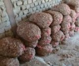 آگهی مشابه فروش پیاز زعفران در گروه خرید فروش عمده پیاز - قرمز سفید زرد ترشی تازه انباری در یکمیوه