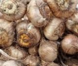 آگهی مشابه فروش پیاز زعفران در گروه خرید فروش عمده پیاز - قرمز سفید زرد ترشی تازه انباری در یکمیوه