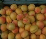 آگهی مشابه فروش زردآلومحلی در گروه خرید فروش عمده زردآلو - شاهرودی بادامی شکرپاره نصیری در یکمیوه